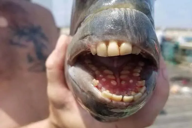 Opet pronađena riba sa “ljudskim zubima”