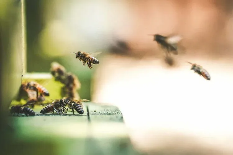 Pazite na pčele u ponedeljak – zbog komaraca