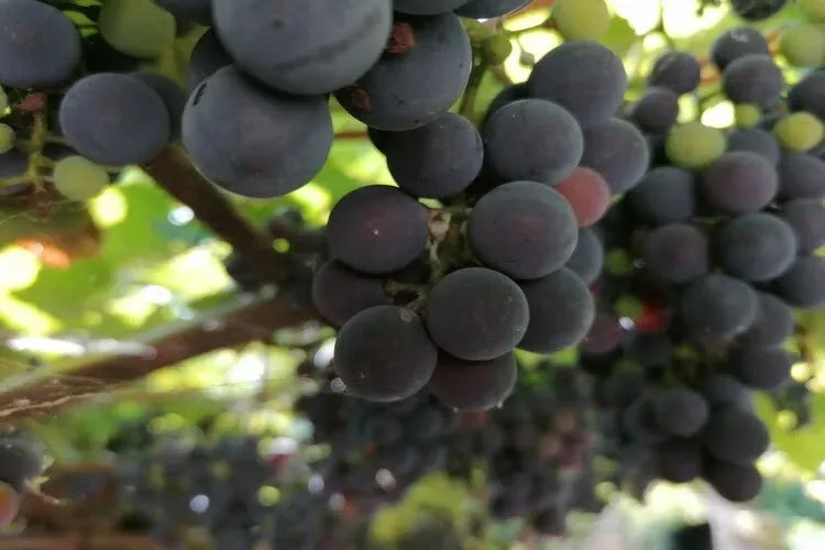 VOICE: Galens došao do Navipove vinarije i 120 hektara poljoprivrednog zemljišta