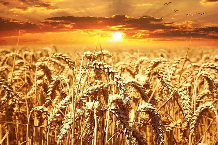 Državne rezerve pšenice i iz Inđije i Beške