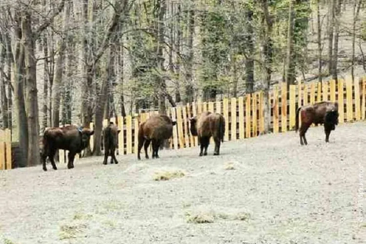 Građani biraju imena za pet bizona na Fruškoj gori
