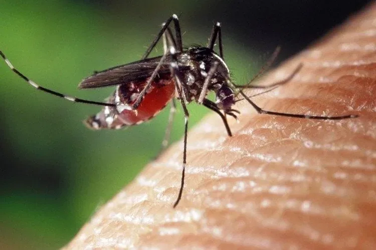 Još jedan tretman suzbijanja larvi komaraca
