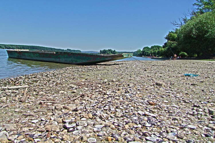 Bogojević: 1,2 miliona dinara za uređenje četiri plaže na Dunavu