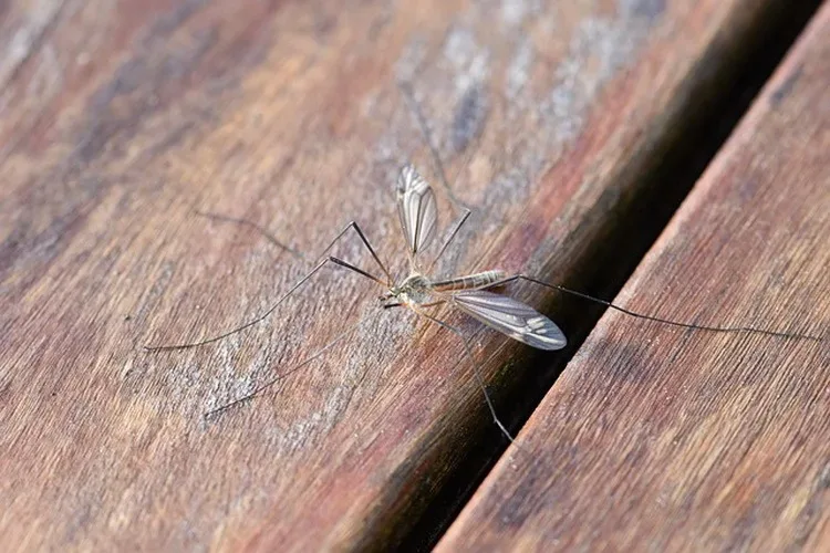 Najavljen još jedan termin suzbijanja larvi komaraca