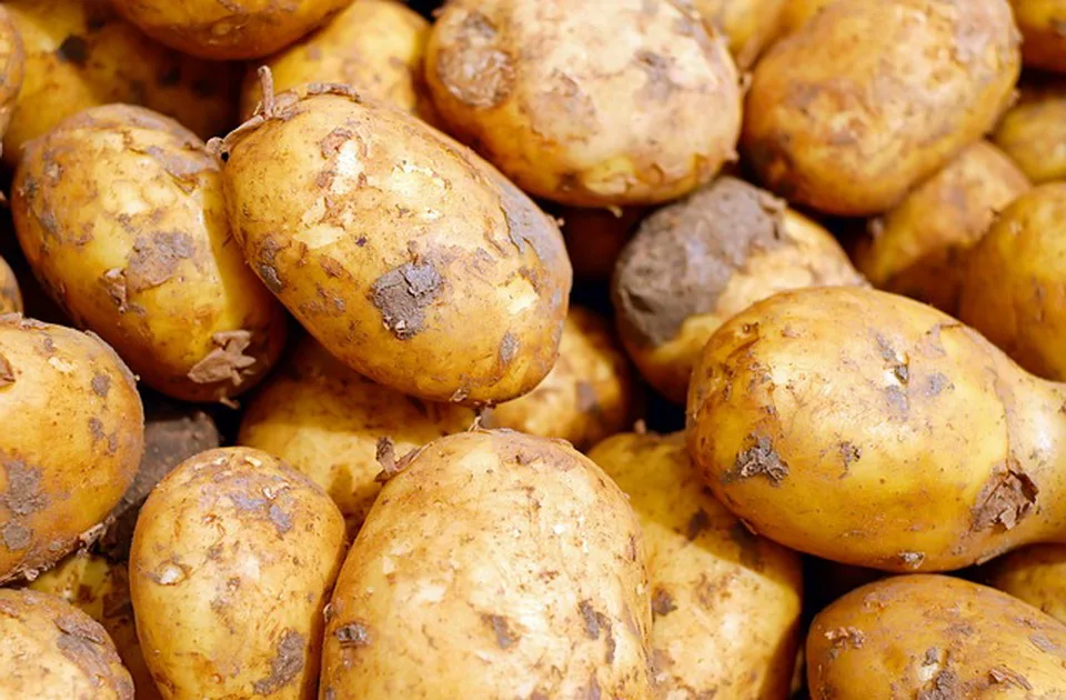 Ustanovljen Međunarodni dan krompira