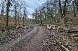 Danas je Svetski dan šuma – Srbiji nedostaje 200 miliona stabala