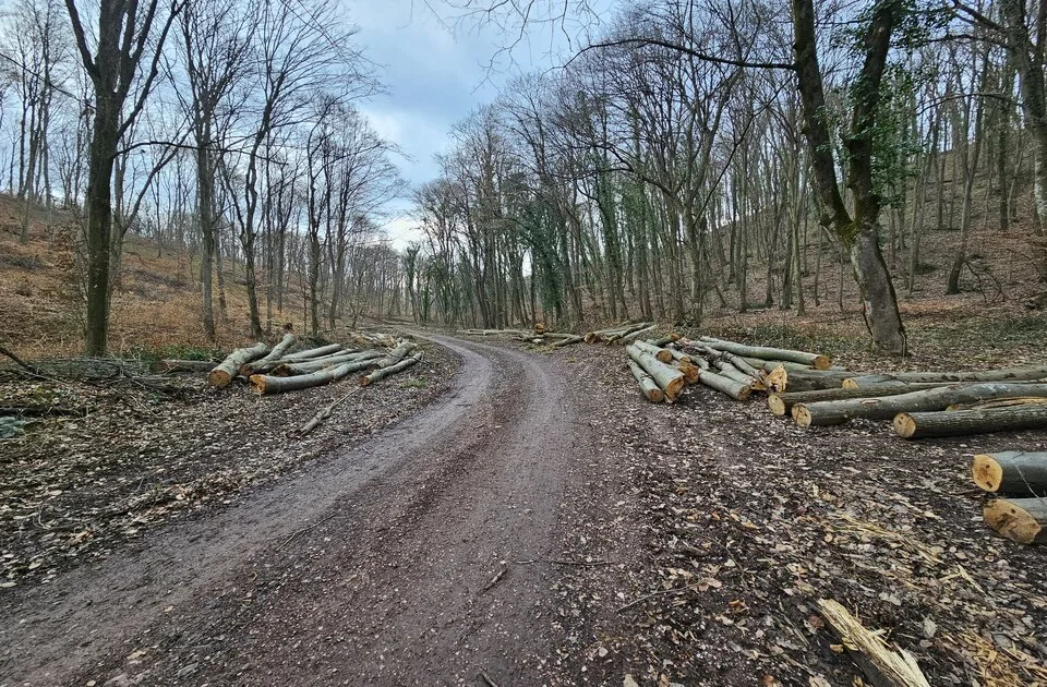 FOTO: Posečeno stotinak stabala na Fruškoj gori, OŠFG tvrdi da je seča bespravna