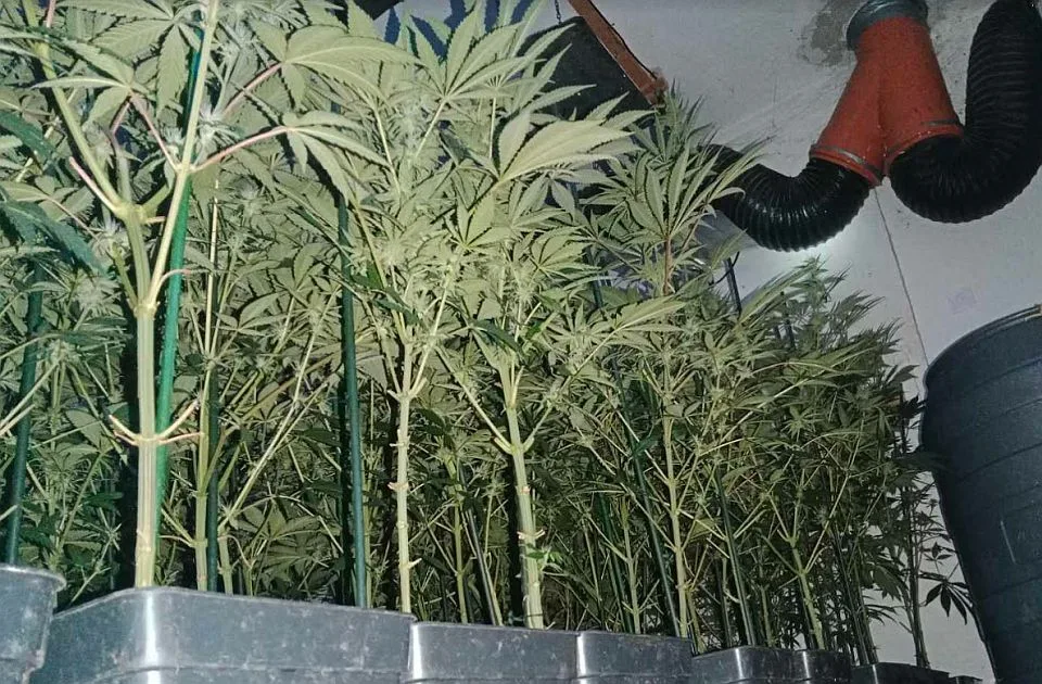 U  Krčedinu gajio marihuanu: Zaplenjene mu biljke, oprema i digitalna vagicica