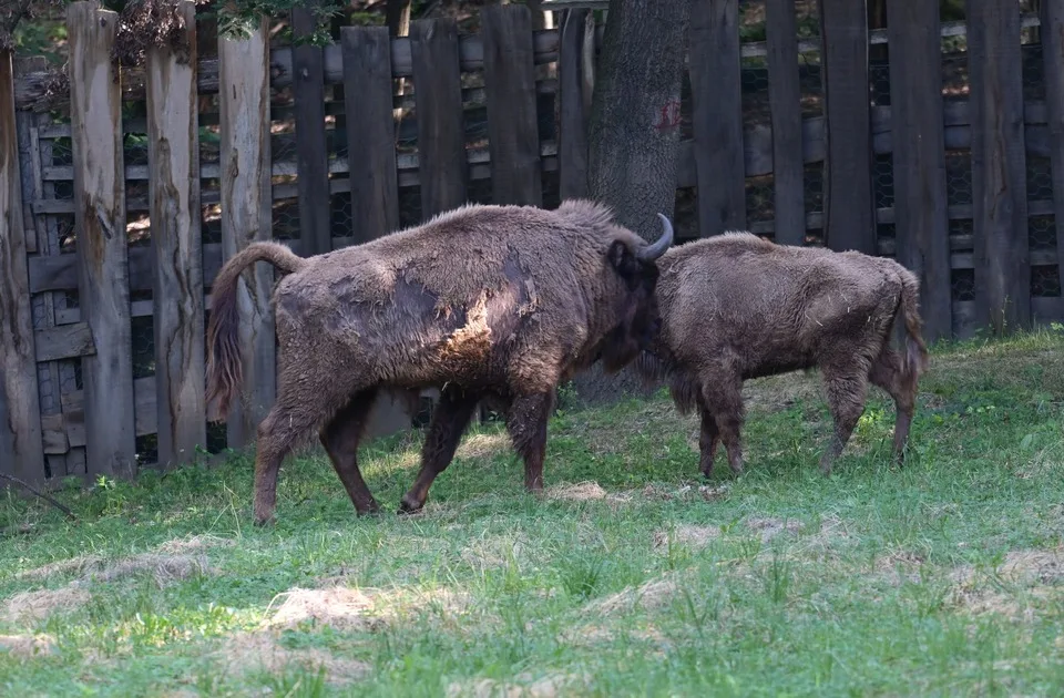 Na Frušku goru stigli bizon Tajfun i bizonka Tatrenka