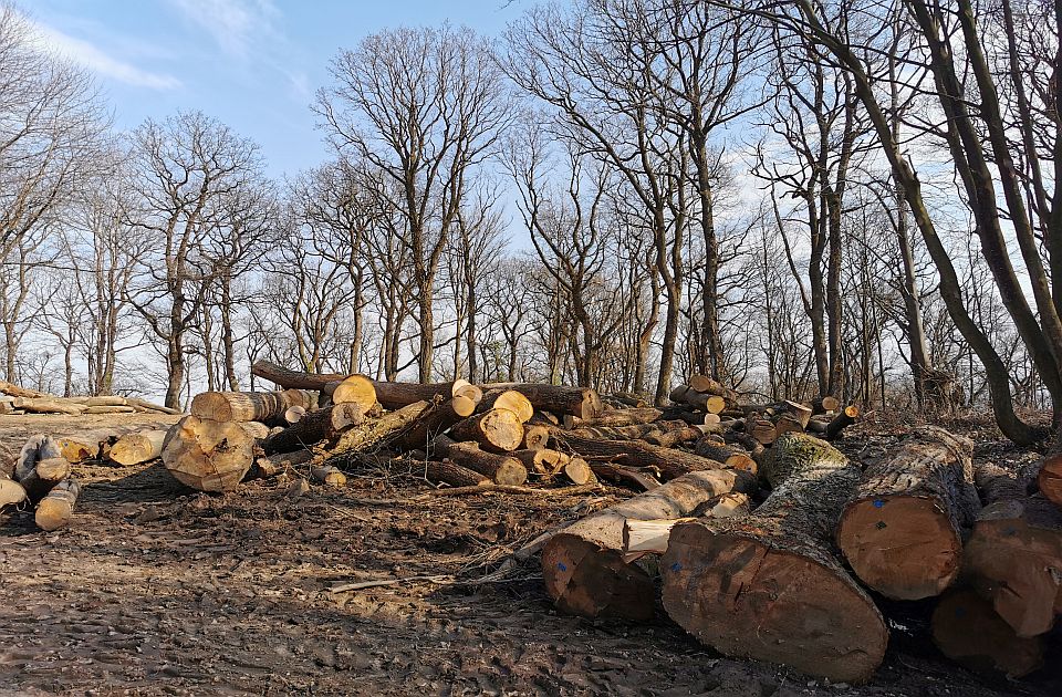 Bespravna seča šuma na dva lokaliteta na Fruškoj gori