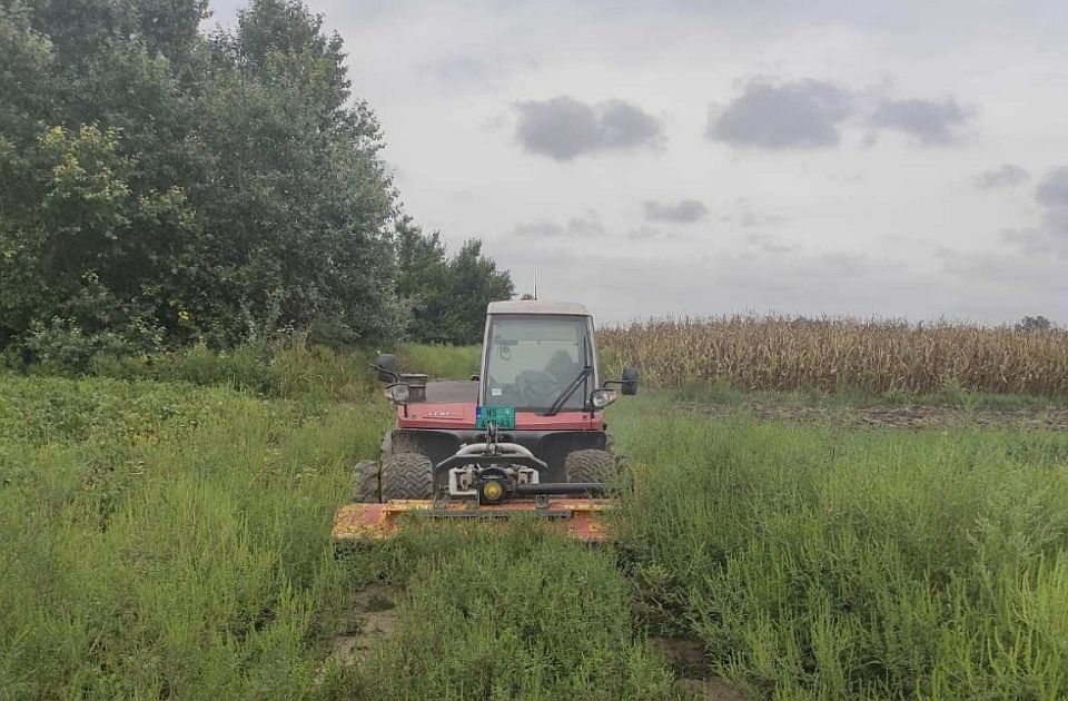 Ciklonizacija uklanja ambroziju na 2.000 hektara širom Vojvodine