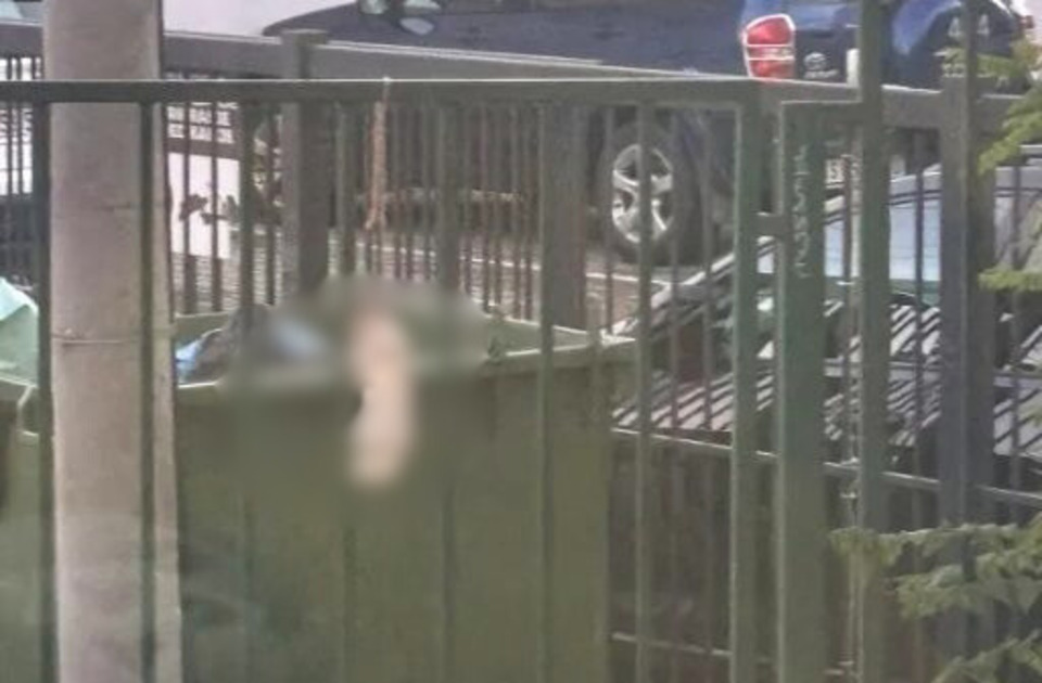 Pronađen obešen beli zec na ogradi novosadske gimnazije