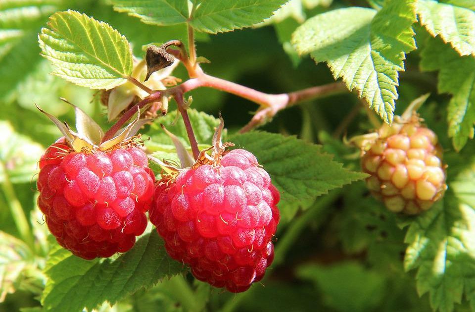 Veći podsticaji za voćare: Do 5 miliona dinara godišnje za pojedine kulture