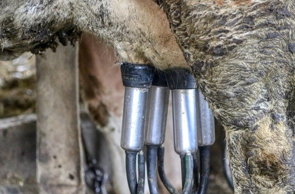 Glamočić očekuje pozitivan odgovor EK za prelevmane na uvoz mleka u prahu i sireva