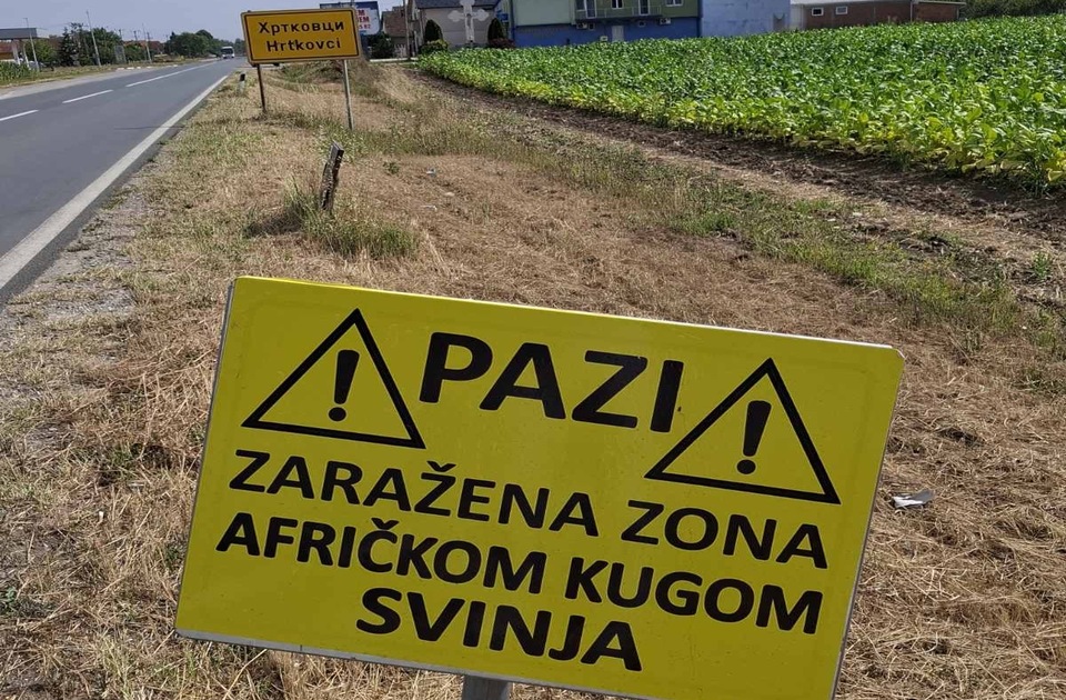 DS Ruma traži odgovornost zbog afričke kuge svinja: Ko je zakazao? DS Ruma traži odgovornost zbog afričke kuge svinja: Ko je zakazao?