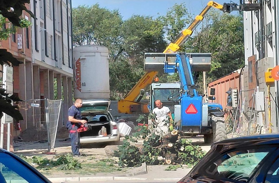 Jedno drvo manje u centru Inđije, drvo na javnoj površini uklonjeno zbog ulaza u objekat Jedno drvo manje u centru Inđije, drvo na javnoj površini uklonjeno zbog ulaza u objekat