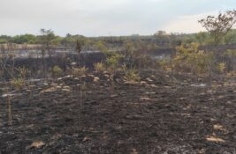 Jak vetar ponovo raspalio požar u Deliblatskoj peščari, vatrogasci ga stavili pod kontrolu