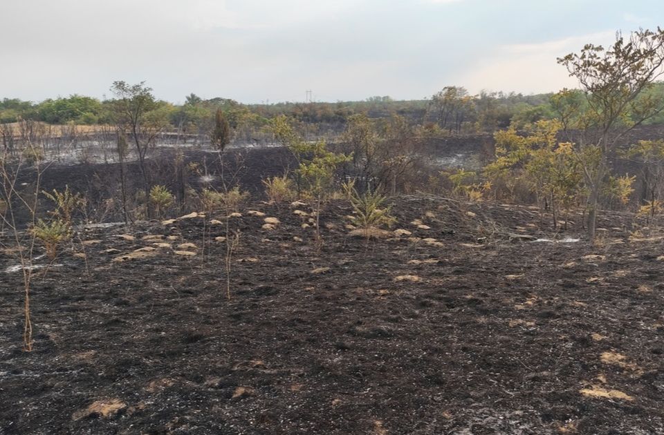 Jak vetar ponovo raspalio požar u Deliblatskoj peščari, vatrogasci ga stavili pod kontrolu
